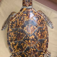 Tortuga Carey (disecada) - Img 53345039