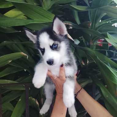 MASCOTAS LEGÍTIMAS ,Calidad y garantía - Img 123172882