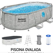 Pisvina ovalada - Img 56202819