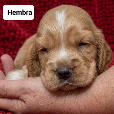 COKER SPANIEL,ambos sexos,en 170 USD o equivalente(ACEPTO TRANSFERENCIA)TENGO MENSAJERÍA,tienen 30 días y desparacitados - Img 122999773