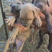 Cachorro pitbull en venta - Img 58345589