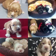 •• RAZAS DE PERROS  TALLA PEQUEÑA, MEDIANA Y GRANDE  BETTY MASCOTAS WHATSAPP 52506841 ••• - Img 54923226