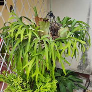 40usd- Vendo hermoso platicerio. Interesados contactar al 52630680 - Img 49061797