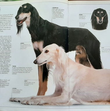 Libro con ilustraciones a color de diferentes razas de perro - Img 76773675