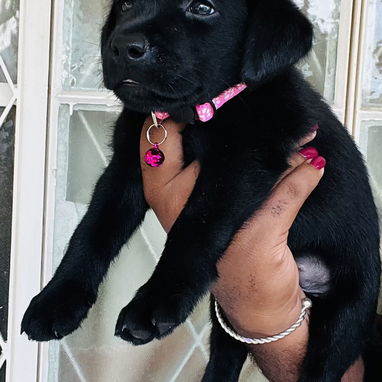😍HERMOSA CACHORRA LABRADOR RETRIEVER 😍 - Img 123248366