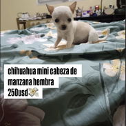 chihuahua hembra - Img 57189728