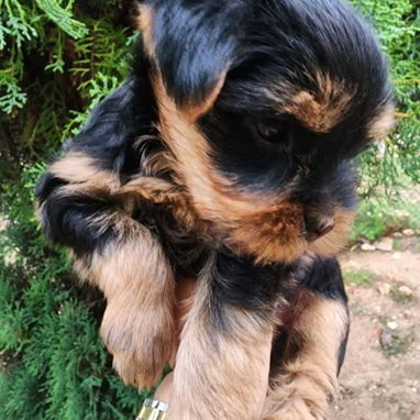YORKY,macho,en 250 USD o equivalente(ACEPTO TRANSFERENCIA)TENGO MENSAJERÍA,tiene 70 días y está desparacitado. - Img 120834733