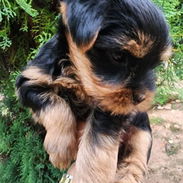 YORKY,macho,en 250 USD o equivalente(ACEPTO TRANSFERENCIA)TENGO MENSAJERÍA,tiene 80 días y está desparacitado. - Img 55261022