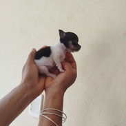 Todo lo que buscas en cachorro está aquí solo llame al 53818081 - Img 55823177