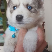 Vendo huskys siberianos 100 usd - Img 58013244