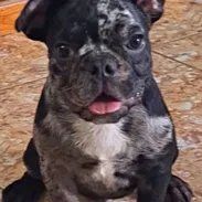 ((( BULLDOG FRANCÉS MACHO  EN VENTA YA VACUNADO BETTY MASCOTAS WHATSAPP 52506841 )))) - Img 53265877