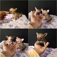 🐾 CHIHUAHUAS – MACHOS  WHATSAPP 58746643 🐾 - Img 57022872