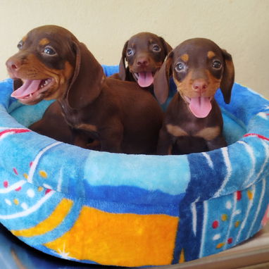 Todo lo que buscas en mascota está aquí solo llame al 53818081 pitbull , Chihuahua, pastor belga, bulldog francés,mucmás - Img 126034562