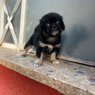 PEQUINÉS,macho,en 60 USD o equivalente,TENGO MENSAJERÍA,tiene 70 días y está desparacitado - Img 125860716