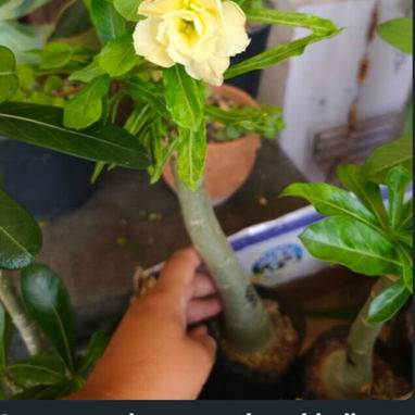 Adeniums, tu rosa del desierto en casa 🏡 - 2/10