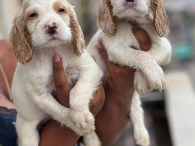 Hermosos cachorros de Coker Spaniel machos desparasitados - Img 63687746