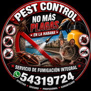 FUMIGACION - Img 57115062
