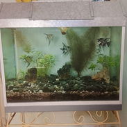 Pecera en venta - Img 54671884