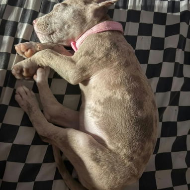 PITBULL MERLE,hembra,en 200 USD o equivalente en moneda nacional,TENGO MENSAJERÍA,tiene 55 días y está desparacitada - 3/6