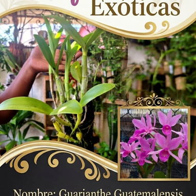 Orquidea - 3/8