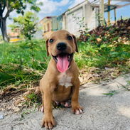 Hermosos cachorros - Img 57107822