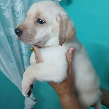 Cachorro Labrador Retriver - 2/4