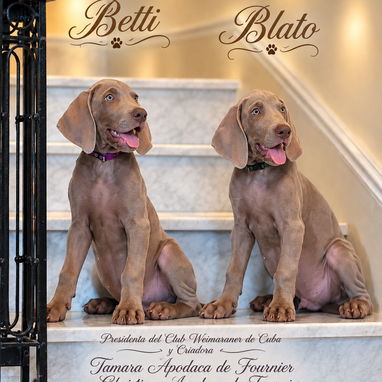 Cachorros Weimaraner/ mascotas/perros - 3/4