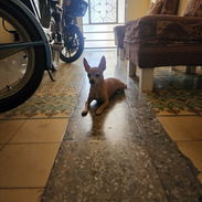 Chihuahua Macho - Img 57280680