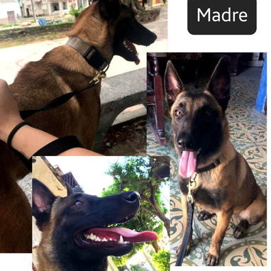 PASTOR BELGA MALINOIS - Img 122781621