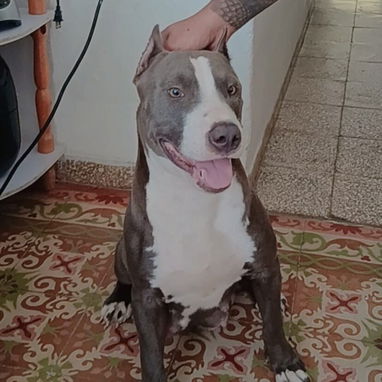 PITBULL,ambos sexos,en 150 USD o equivalente en moneda nacional,TENGO MENSAJERÍA,tienen 50 días y están desparacitados - 4/5