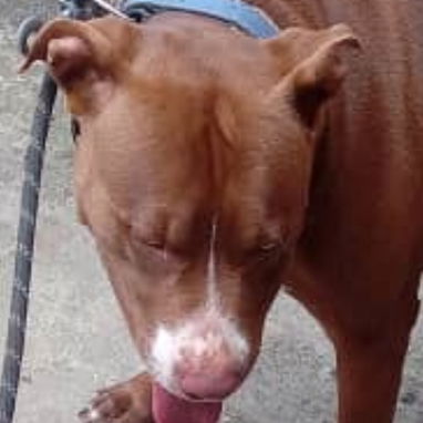Cachorro Pitbull - 2/5