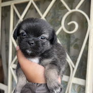 Perrito Pekinés - Img 56130343