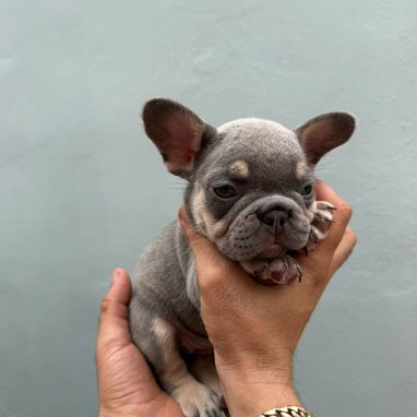 Frenchie - Img 125559650