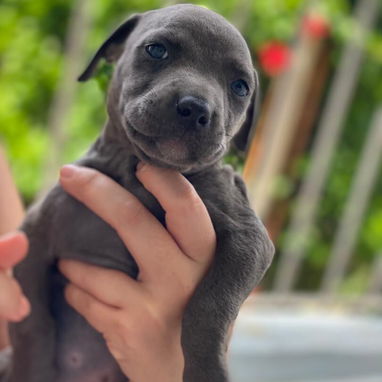 Cachorros de Pitbull Blue - Img 124119801
