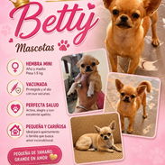 🐾 HERMOSA CHIHUAHUA ADULTA EN BUSCA DE UN HOGAR LLENO DE AMOR BETTY MASCOTAS WHATSAPP 52506841 🐾 - Img 55928562