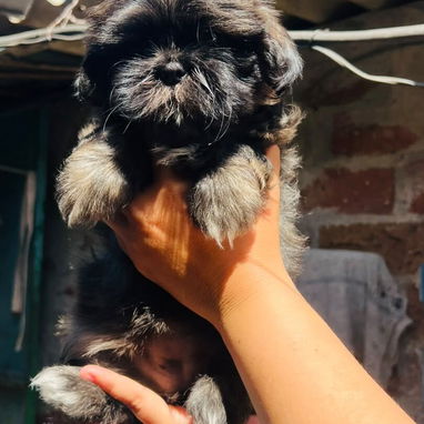 Hermosos cachorros Chitzu - 3/4