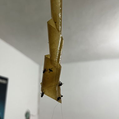 Vendo cinta para atrapar moscas - Img 117293065