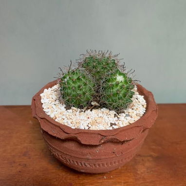 Venta de plantas suculentas 🌵🏜️💚🌸y de sombra🪴🌿🌱🍃 variedad de precios 💵 - 7/9