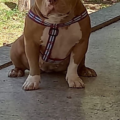 AMÉRICAN BULLY CON PEDIGRI,macho,en 250 USD o equivalente,TENGO MENSAJERÍA,tiene 7 meses Y ESTÁ VACUNADO E INSCRITO - 3/5