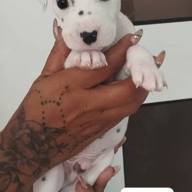 ((( DÁLMATAS AMBOS SEXOS BETTY MASCOTAS WHATSAPP 52506841 )))) - Img 125687179
