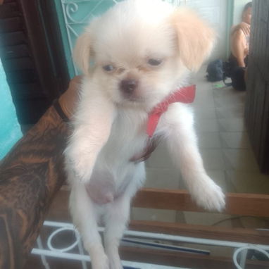 PEKINES HEMBRA ALBINA MACHO BLANCO OJOS AZULES - Img 124512751