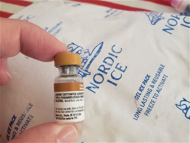 Vacuna pentavalente - Img 64633399
