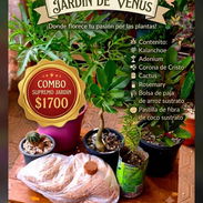 Combos para el Jardín. 🌿 Él también lo merece. - Img 57159487