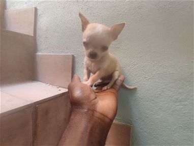 Cachorros en venta Dogo argentino ,Chihuahua  , yorky ,bulldog francés ,Pug 53818081 - Img main-image-45703752