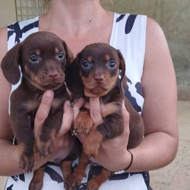 Variedad de perros pura razas - Img 114840420