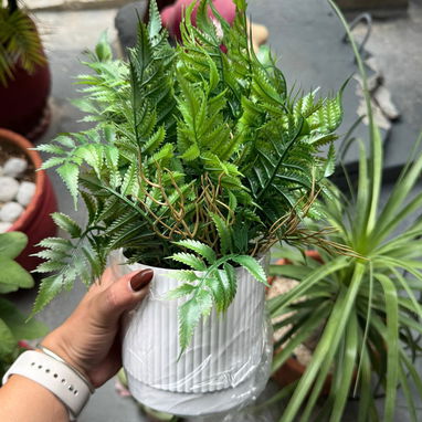 *Plantas decorativas modernas🪴* (La Lisa) - Img 123053969