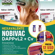HEXAVALENTE NOVIBAC AMERICANA - Img 56000636