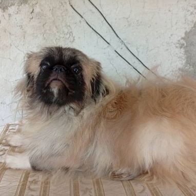 PEQUINÉS IMPERIAL,macho en 200 USD o equivalente,TENGO MENSAJERÍA,tiene 8 meses,ESTÁ VACUNADO y desparacitado - 3/4
