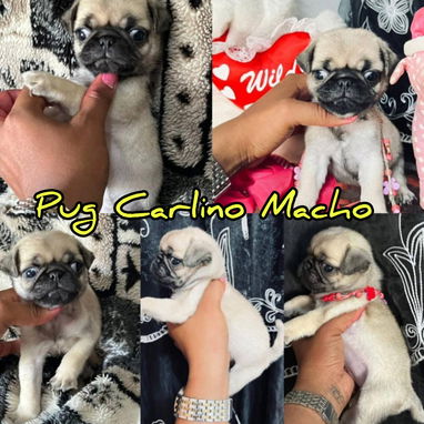 Variedades de cachorros de raza 😍 - Img 118966243