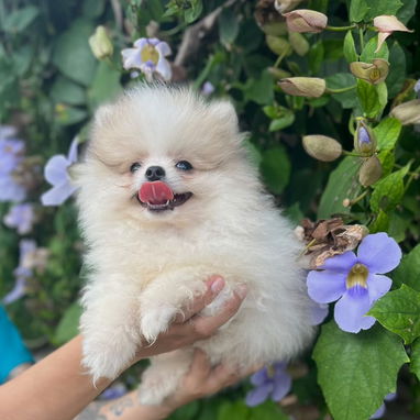 Cachorros Pomerania - 2/3